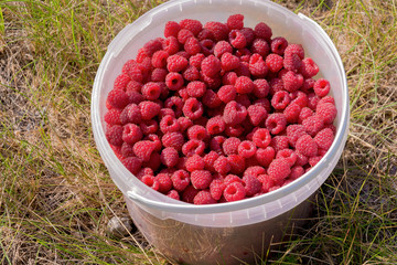 Fresh ripe red raspberry berries in a food transparent bucket. Close-up, top view. Flat lay.