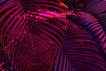 Photo of palm leaves in neon lighting