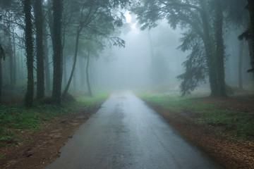 Fototapeta na wymiar Forest covered with mist. Magic wood