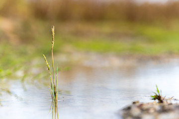 plant growing in a puddle