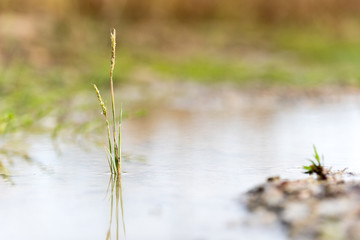 plant growing in a puddle