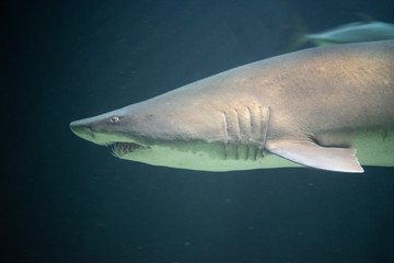 Defiant sand tiger shark in the ocean