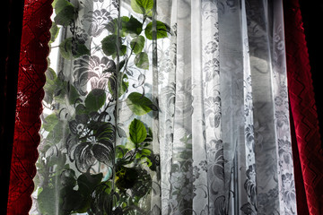 Home ordinary window with transparent white tulle and red satin curtains. Sunny bright day, winter outside. On the window is a green flower Hibiscus plant. The leaves of a small Bush are visible throu
