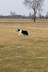 A running border collie sheperd is retrieving a dumbbell during an obedience exercise