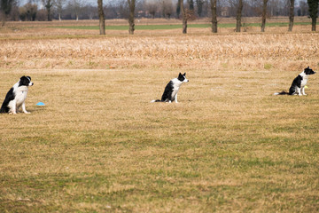 Three border collies are executing the sit command
