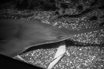 Largetooth sawfish relaxing in the bottom of the ocean