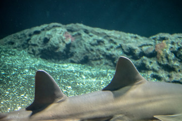 Dorsal fins of a Largetooth sawfish