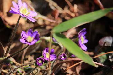 オオミスミソウ