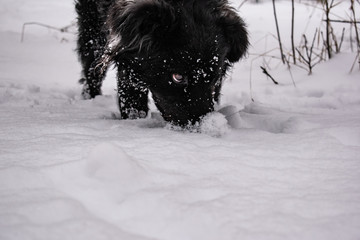 Black yard dog, with shaggy hair, Retriever. Winter, frosty weather and a lot of white snow. Pet.