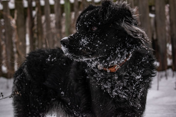 Black yard dog, with shaggy hair, Retriever. Winter, frosty weather and a lot of white snow. Pet.