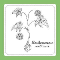 Hand Drawn Outline of an Siberian Ginseng