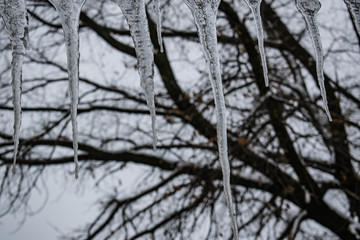 Cold and winter seasonal icicles hanging from roofs in non-flying and unpleasant weather. Cloudy January day. Drops of spring. Long and short icicles.