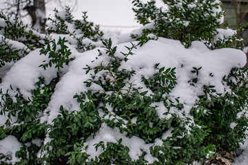 Myrtle, Boxwood. Evergreen shrub in winter is covered in snow in cold weather. Natural background. Natural wild plant with small leaves.