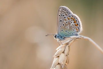 butterfly on a grain