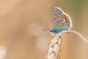 butterfly on a grain