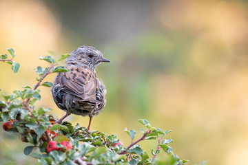 dunnock sitting on a bush