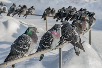 A group of pigeons birds is on a metal rail in a park in winter