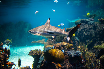 Blacktip reef shark  swimming in a coral reef,