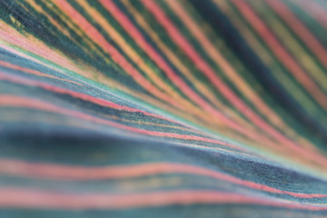 close up of a leaf
