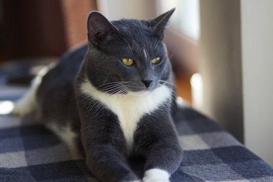 Gray beautiful home cat lies on a plaid blanket of gray color, which is illuminated by the sun in some places