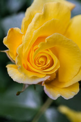 yellow rose with water drops of morning dew
