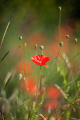 red poppies in a field