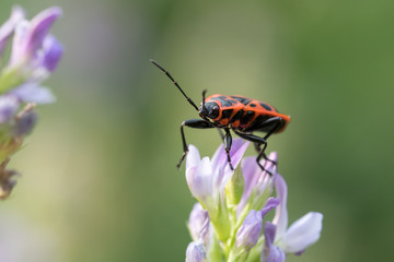 beetle on a flower