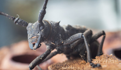 big woodcutter beetle