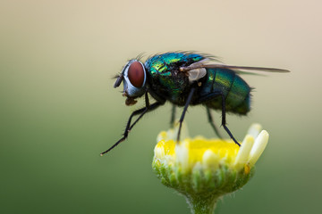 fly on a flower