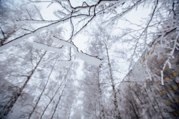beautiful branches covered with snow