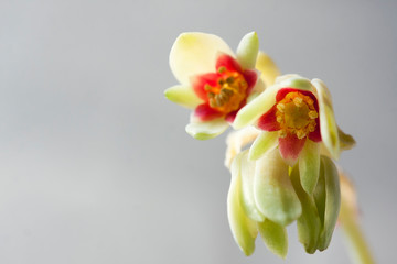 Echeveria Blooming. Beautiful flowering succulent. Macro