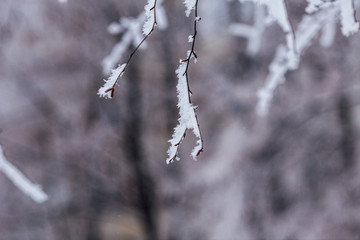 beautiful branches covered with snow