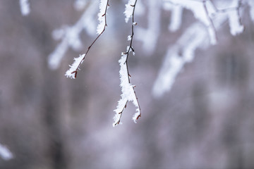 beautiful branches covered with snow
