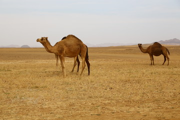  africa camels in the desert