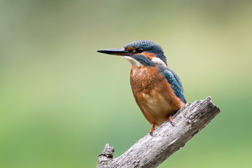european kingfisher on a branch