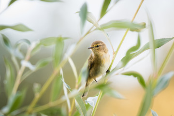 common chiffchaff in a bush