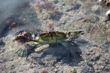 Crabe sur la plage