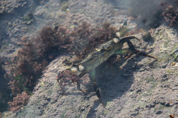 Crabe sur la plage