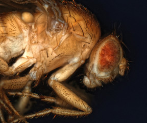 Eye of fruit fly