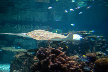 Reticulated whiptail ray swimming in shallow water © rmbarricarte