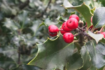 red berries on branch of tree