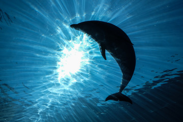 A dolphin swims in the aquarium fo the Yokohama Hakkeijima Sea Paradise, the amusement park in...