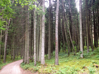 Fototapeta premium Droga leśna