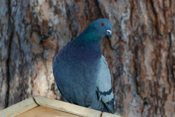 Dove sitting on the roof
