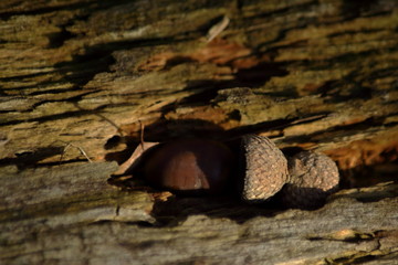Eicheln auf einem toten Baum