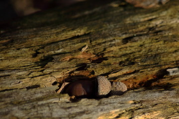 Eicheln auf einem toten Baum