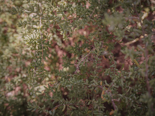 Leaves on tree