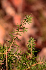 ein kleiner Busch mit Nadeln 