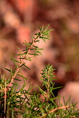 ein kleiner Busch mit Nadeln 