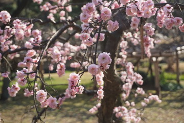 Brilliant Blooming Japanese Plum Blossoms